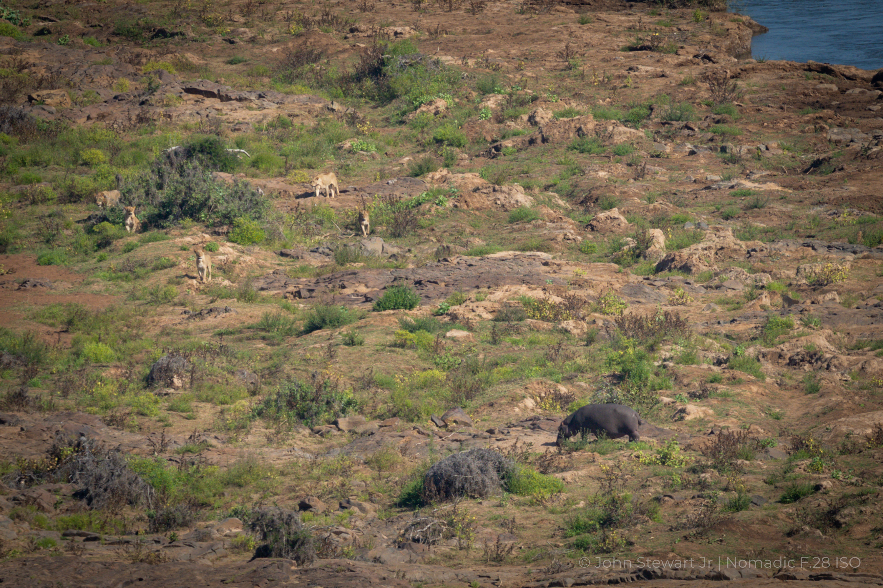 Lion pride and hippo sharing a riverbank — Olifants River, Kruger National Park, South Africa 2026