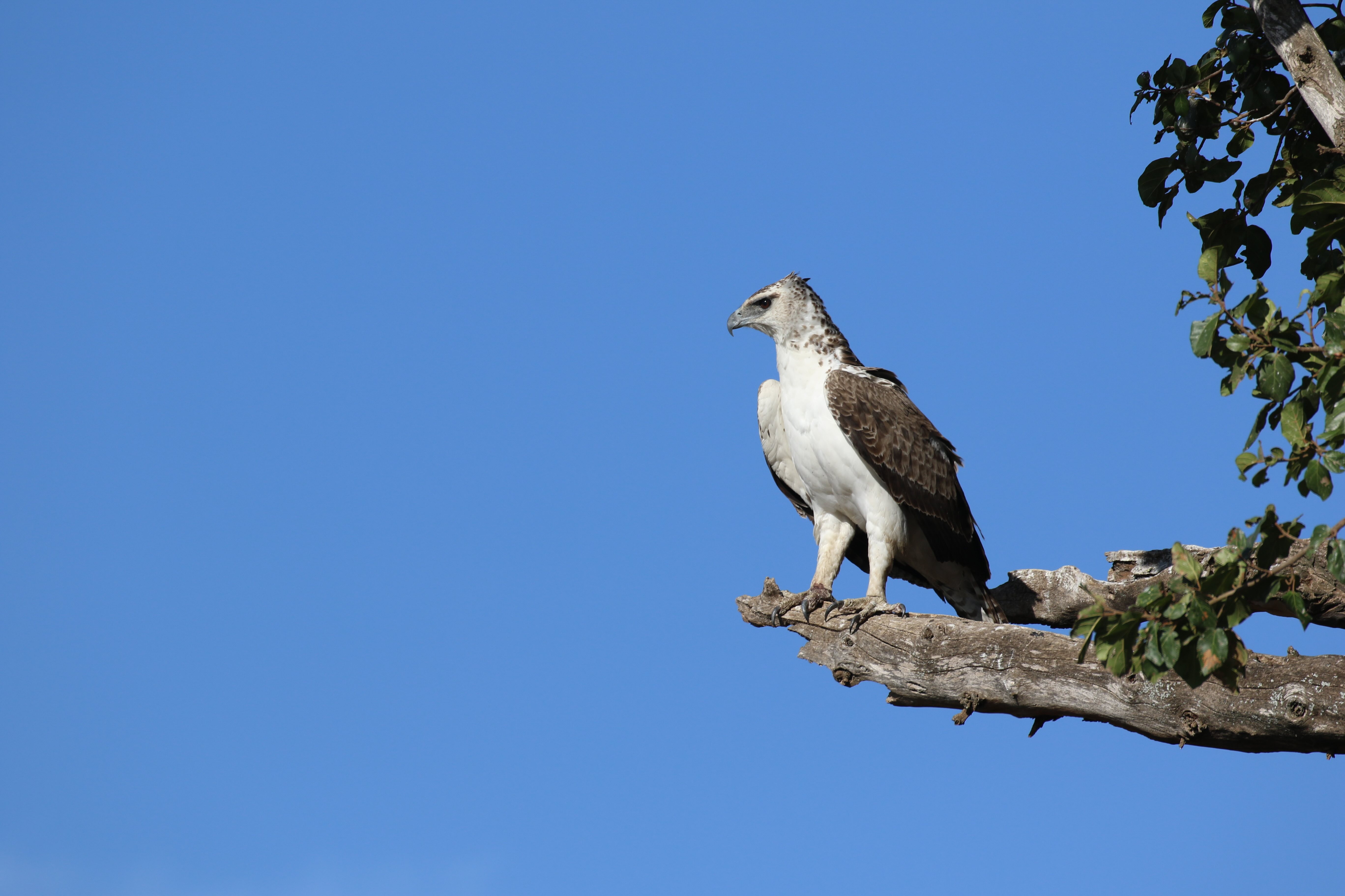 Presiding — Immature martial eagle perched, Maasai Mara, Kenya 2015