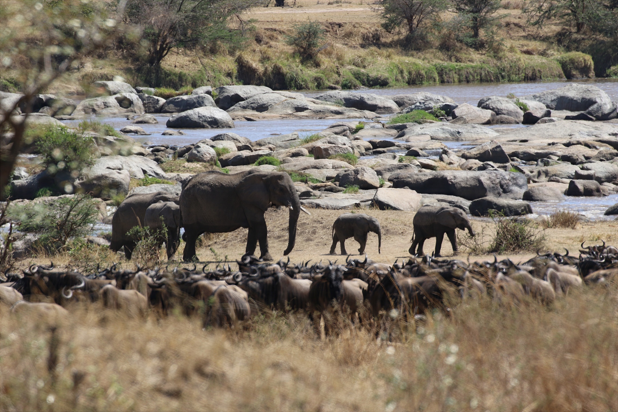What Family Looks Like — Elephant family and wildebeest herd, Mara Triangle, Maasai Mara National Reserve, Kenya 2015