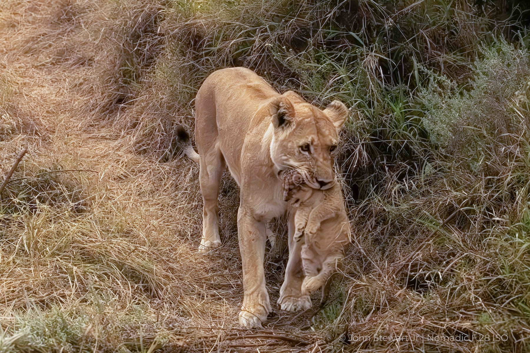 Lioness emerging with cub in her jaw — Tau Pan, Botswana 2026
