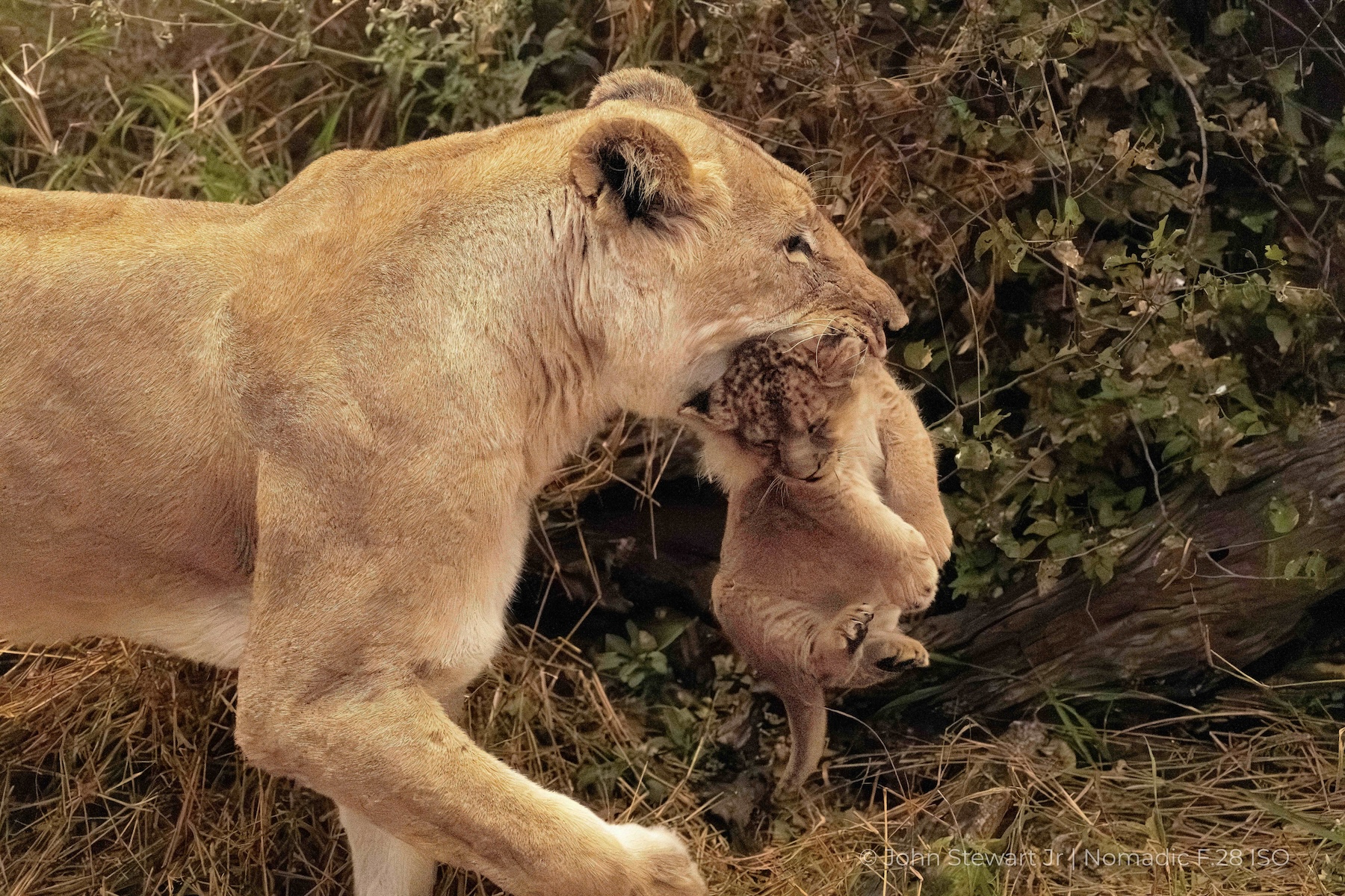 Close profile of lioness carrying cub — Tau Pan, Botswana 2026