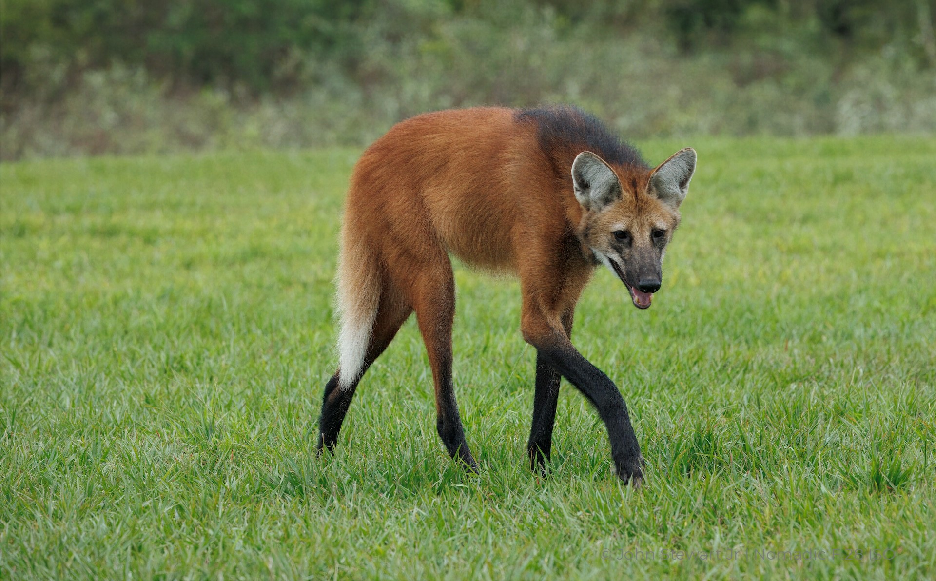 Maned wolf approaching, ears forward — Pantanal, Brazil 2026