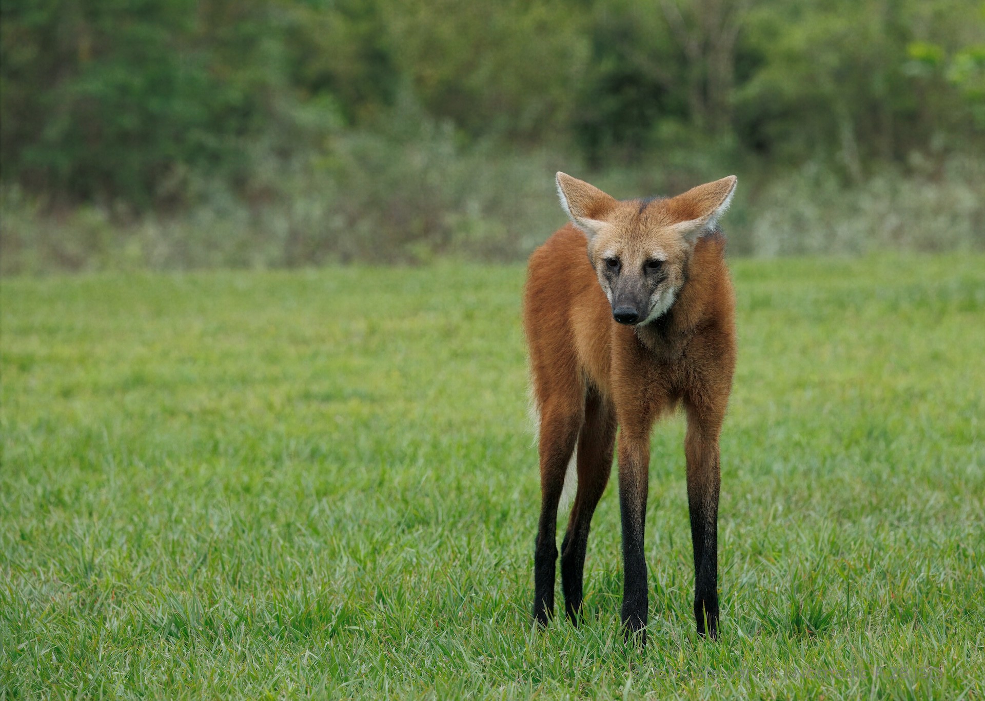 Maned wolf standing, head lowered, looking toward the camera — Pantanal, Brazil 2026