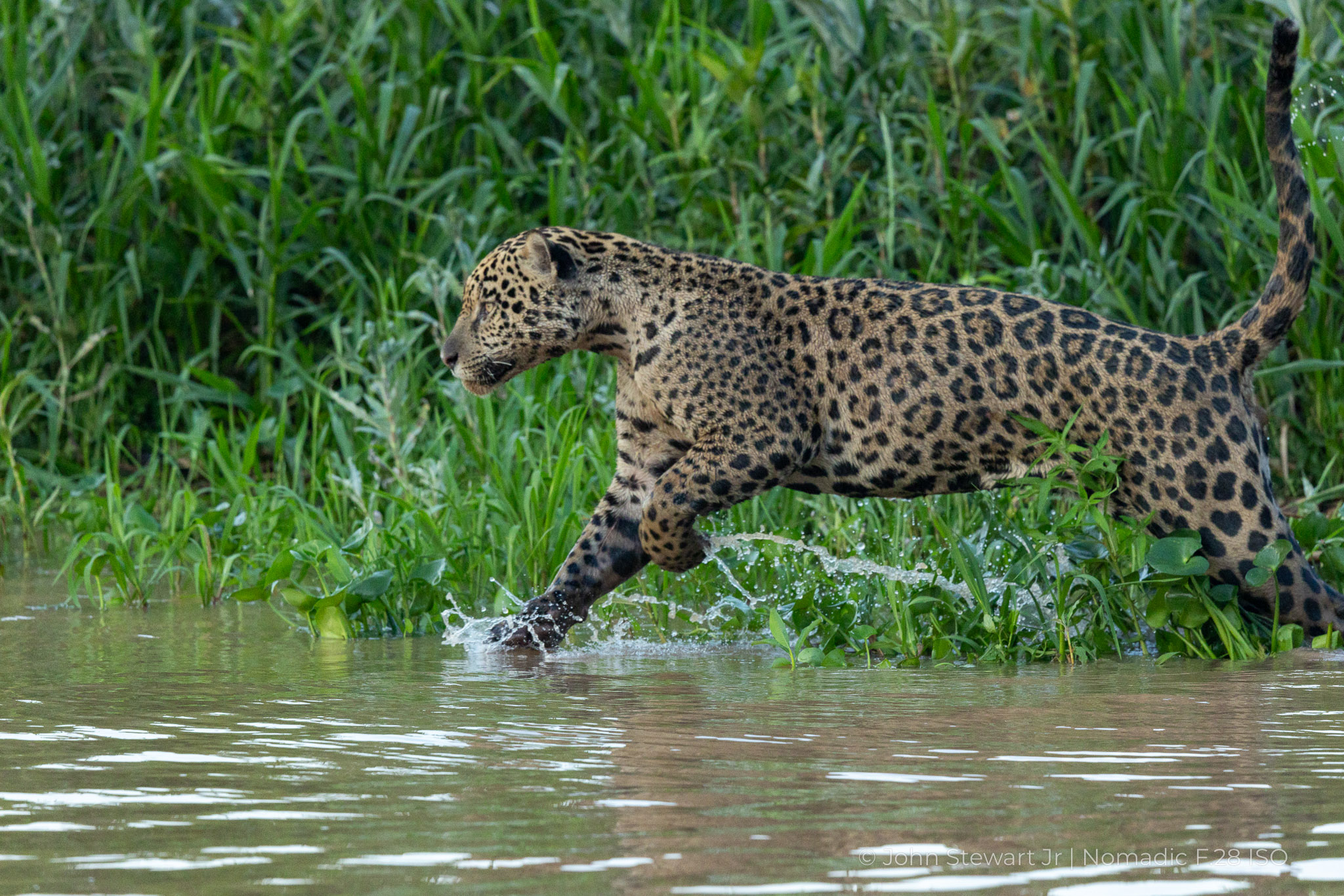 Jaguar splashing through the shallows, a ribbon of water trailing from a raised paw — Pantanal, Brazil 2026