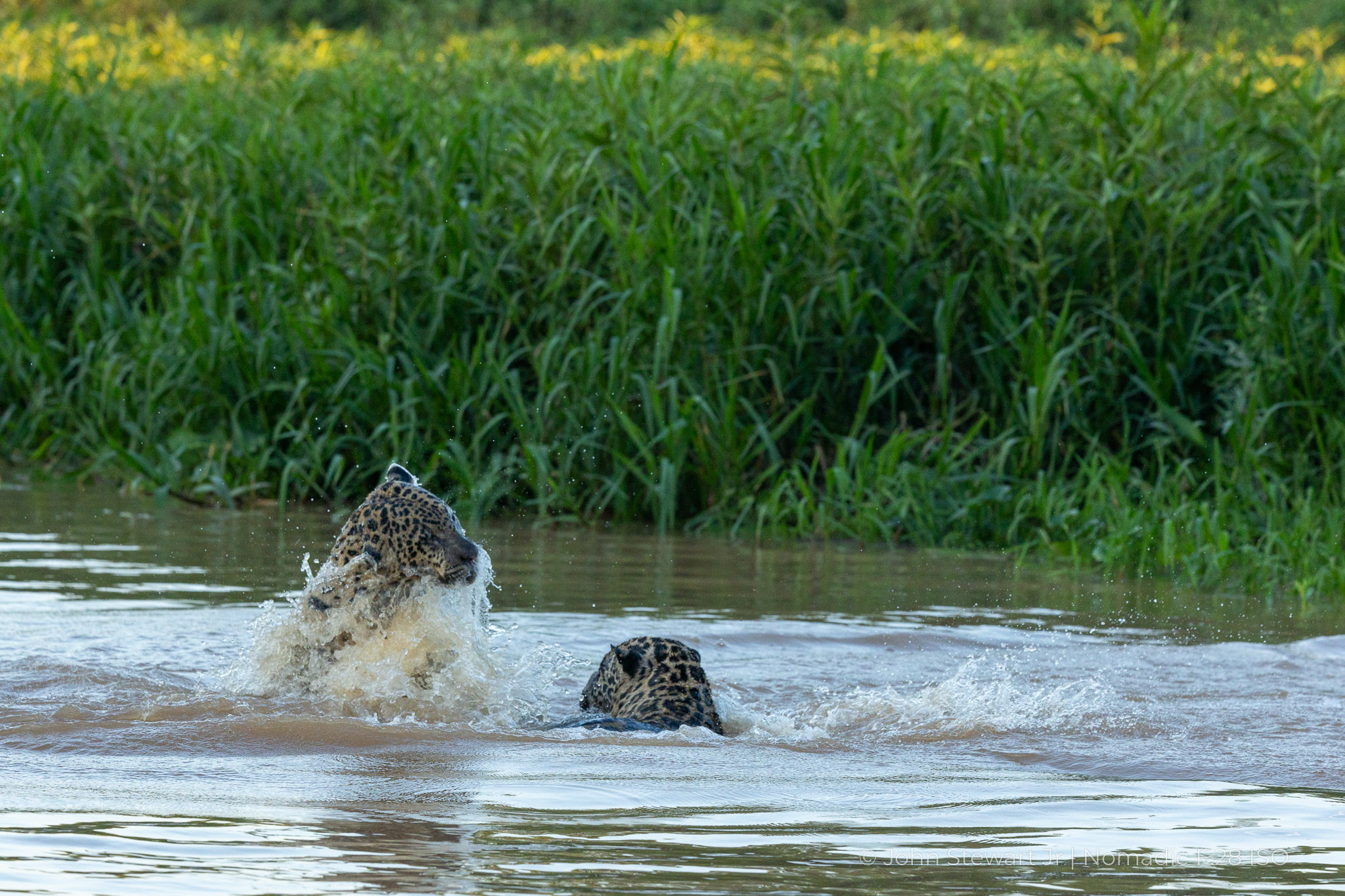 Two jaguars in the river, one lifting its head as water streams off — Pantanal, Brazil 2026