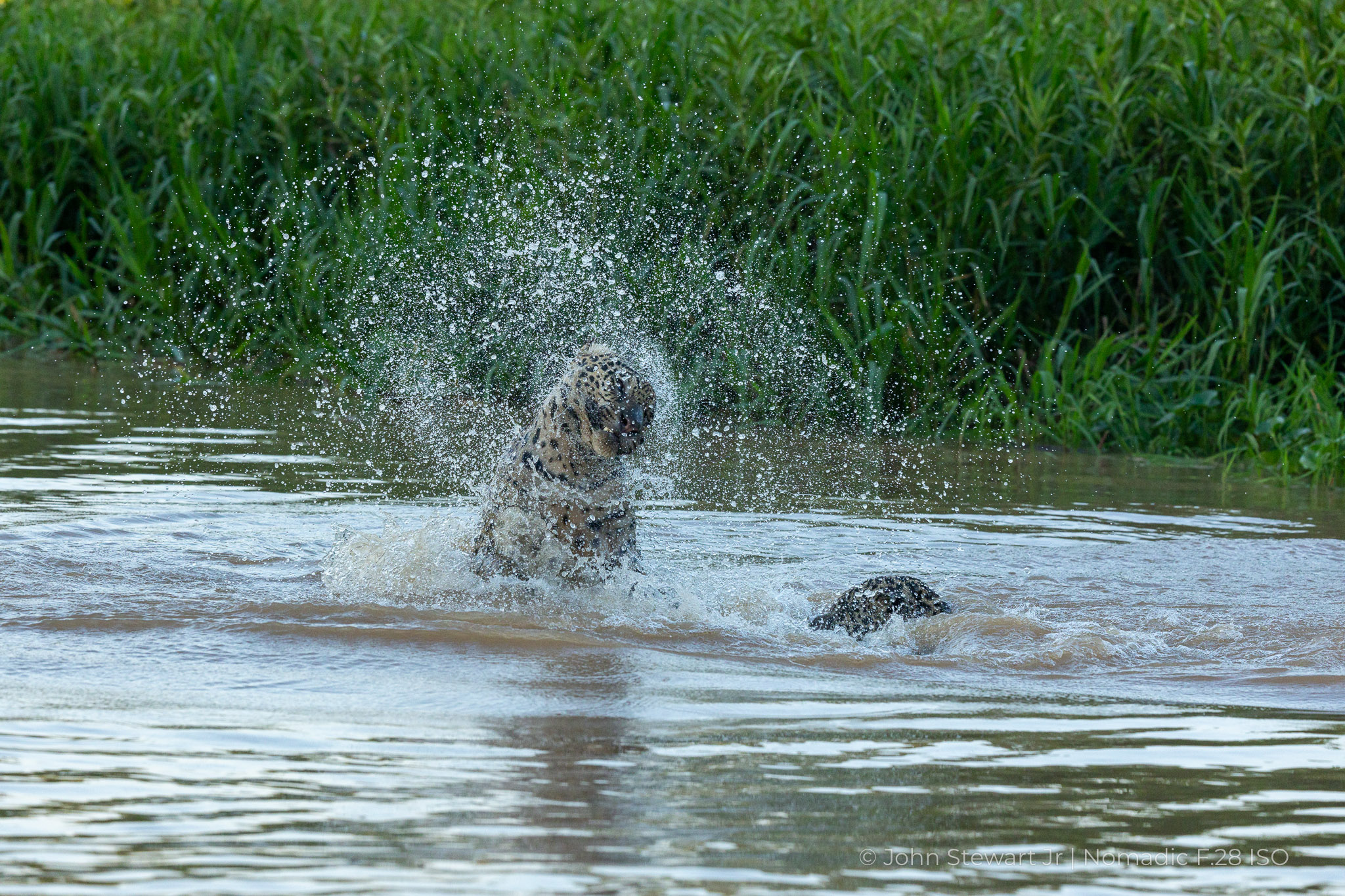 A cloud of droplets flung off a jaguar in mid shake-off — Pantanal, Brazil 2026