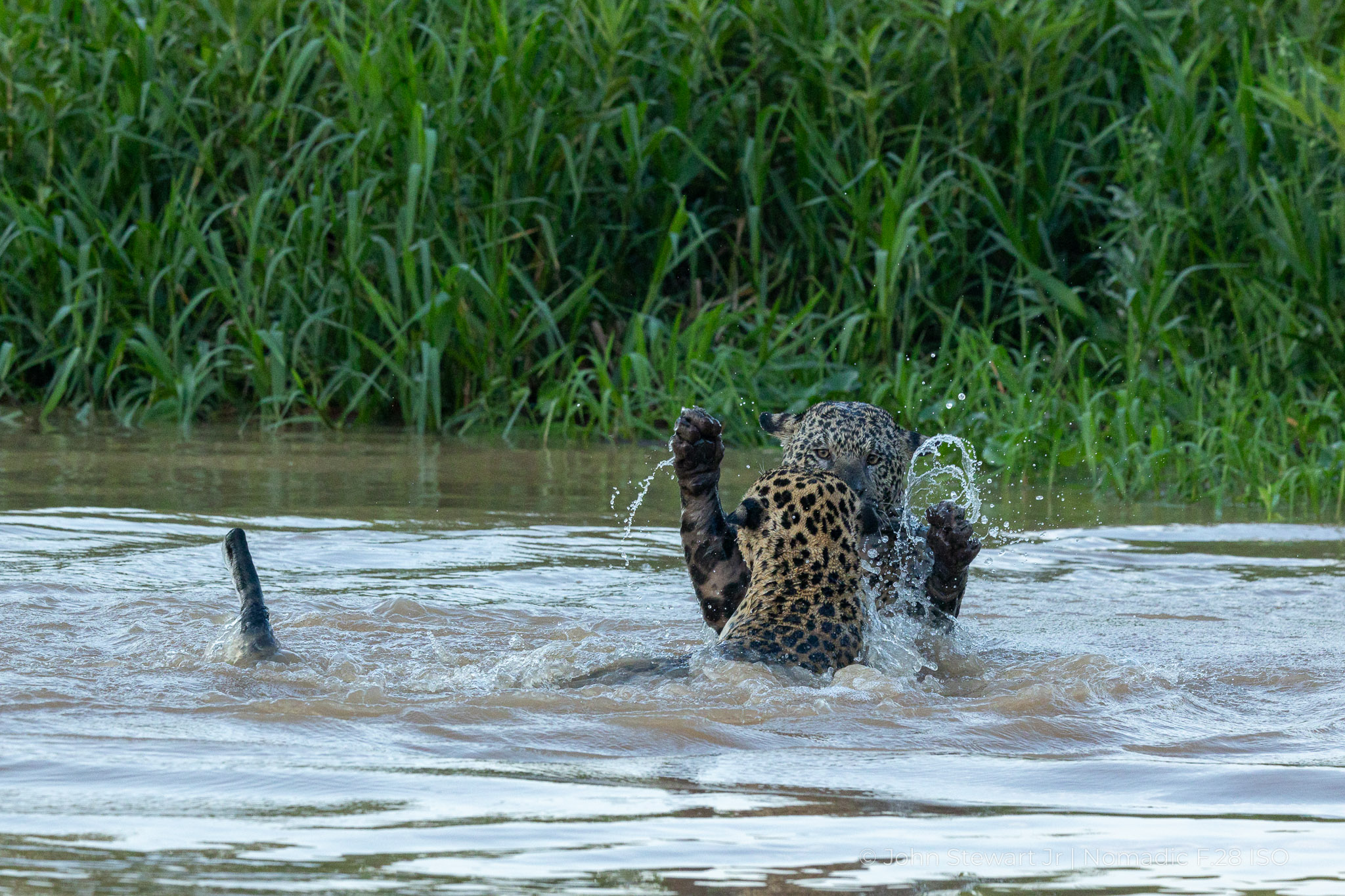 Two male jaguars face to face in the river, paws raised, eye contact through a curl of spray — Pantanal, Brazil 2026