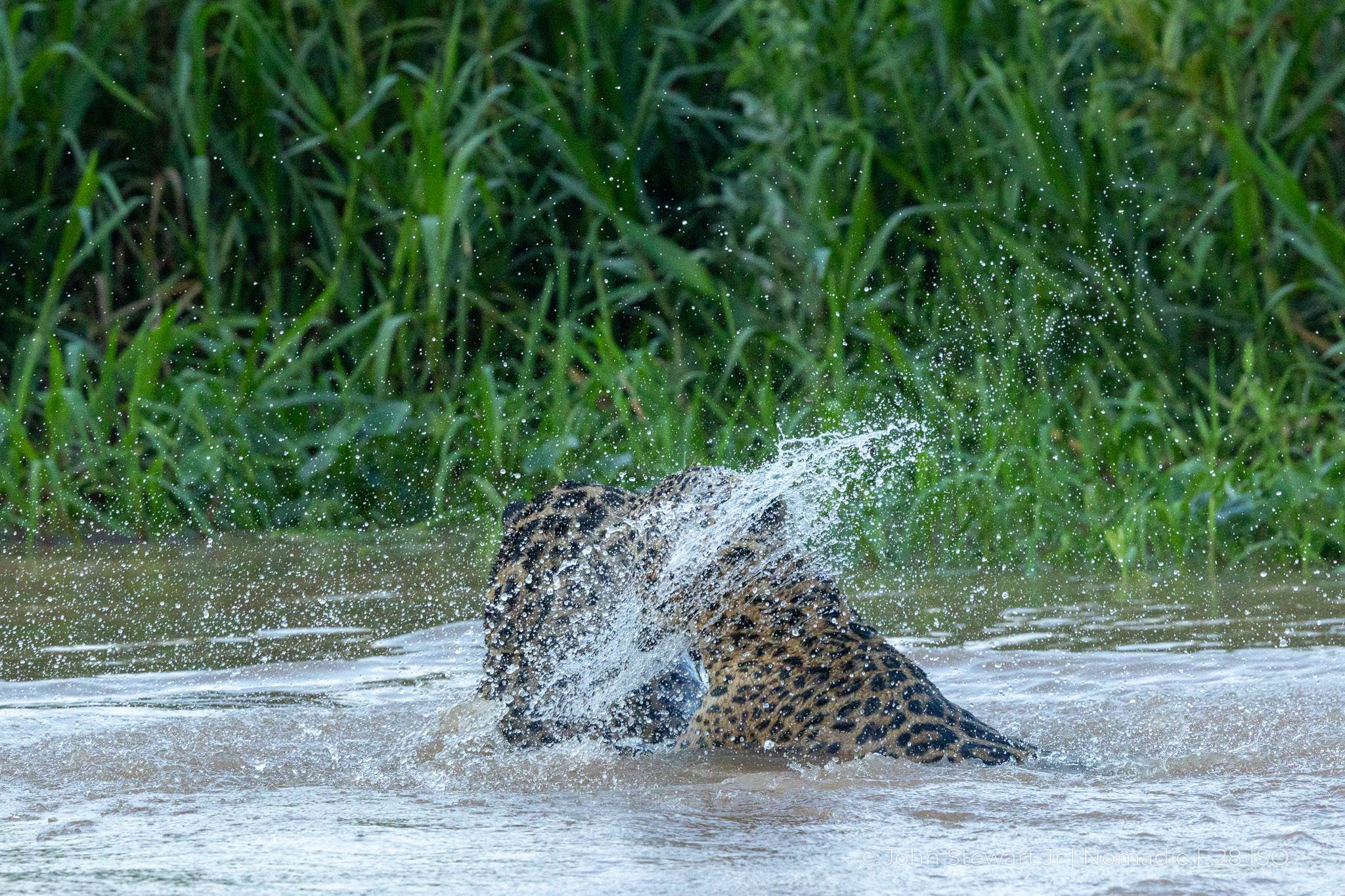 Two jaguars rolling together as spray arcs through the air — Pantanal, Brazil 2026