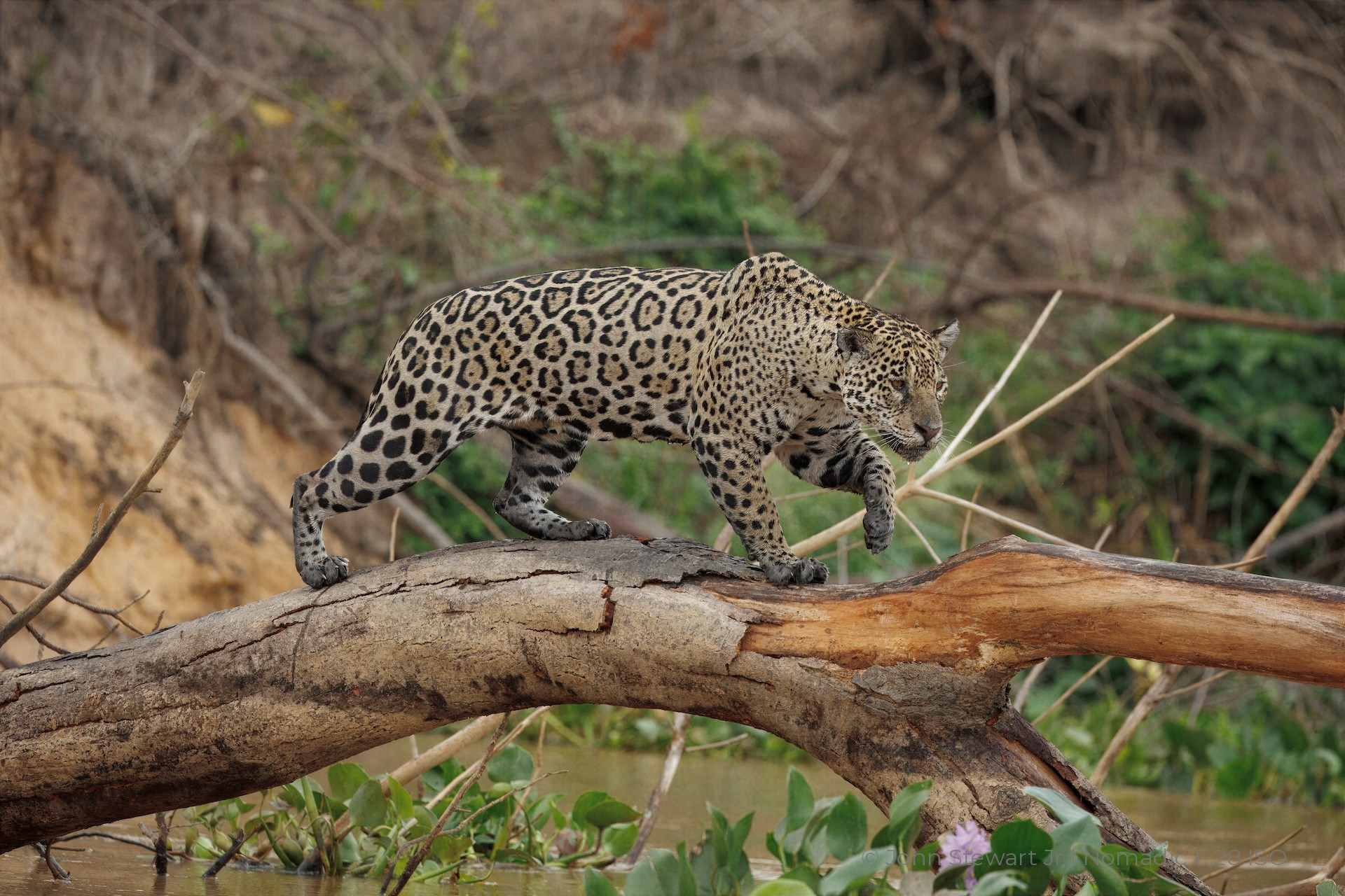 Jaguar stalking along a fallen tree, weight low — Pantanal, Brazil 2026