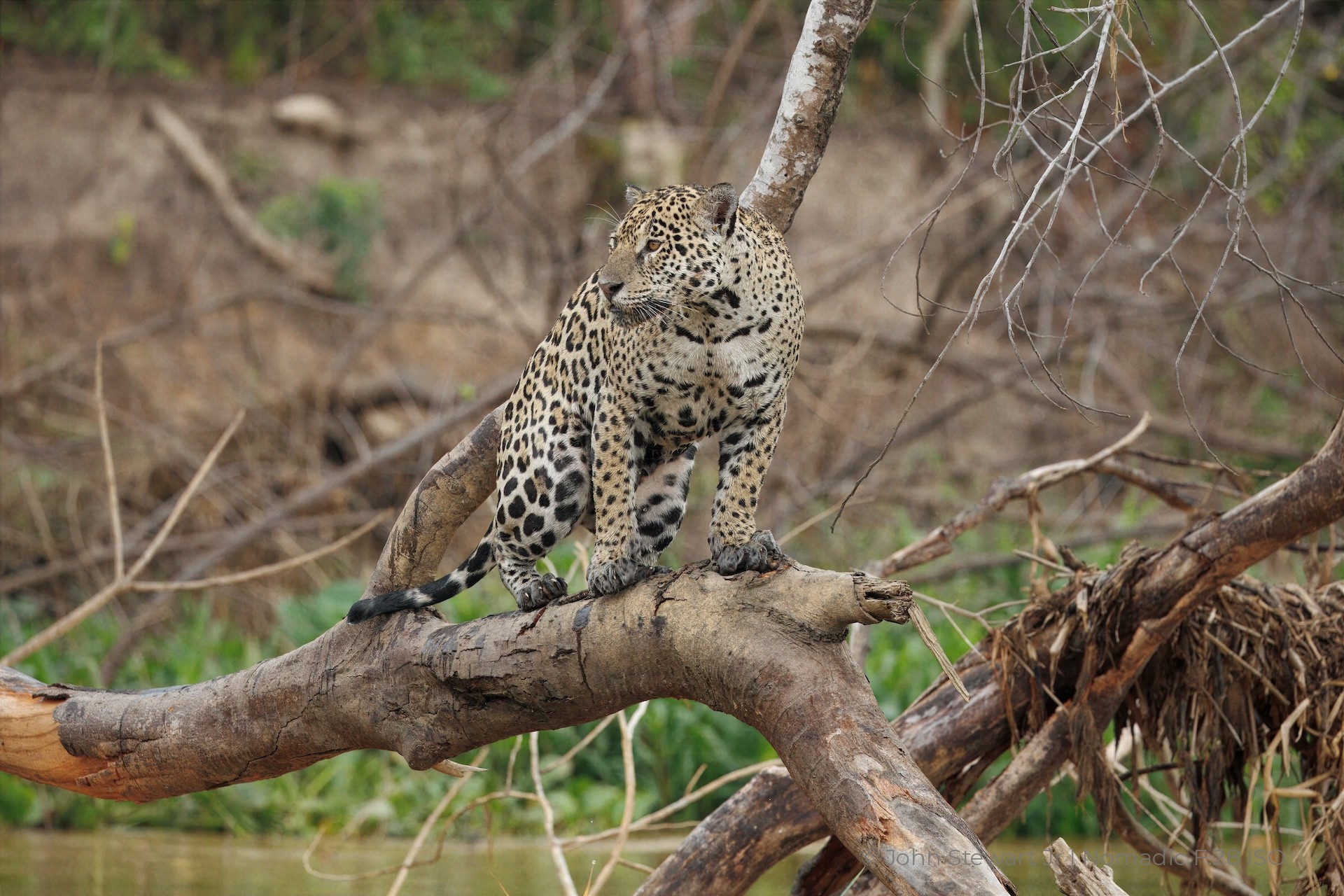 Jaguar surveying her surroundings from the top of the dead tree — Pantanal, Brazil 2026