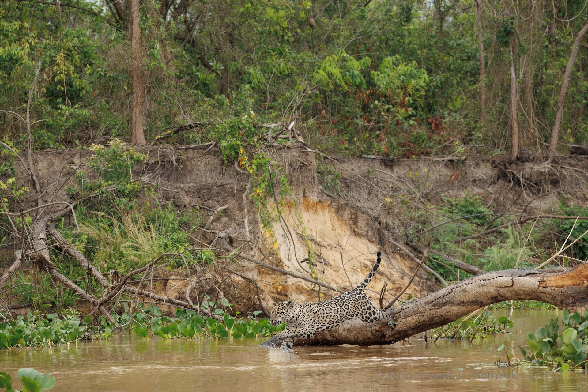 Jaguar launching from the tree into the river — Pantanal, Brazil 2026