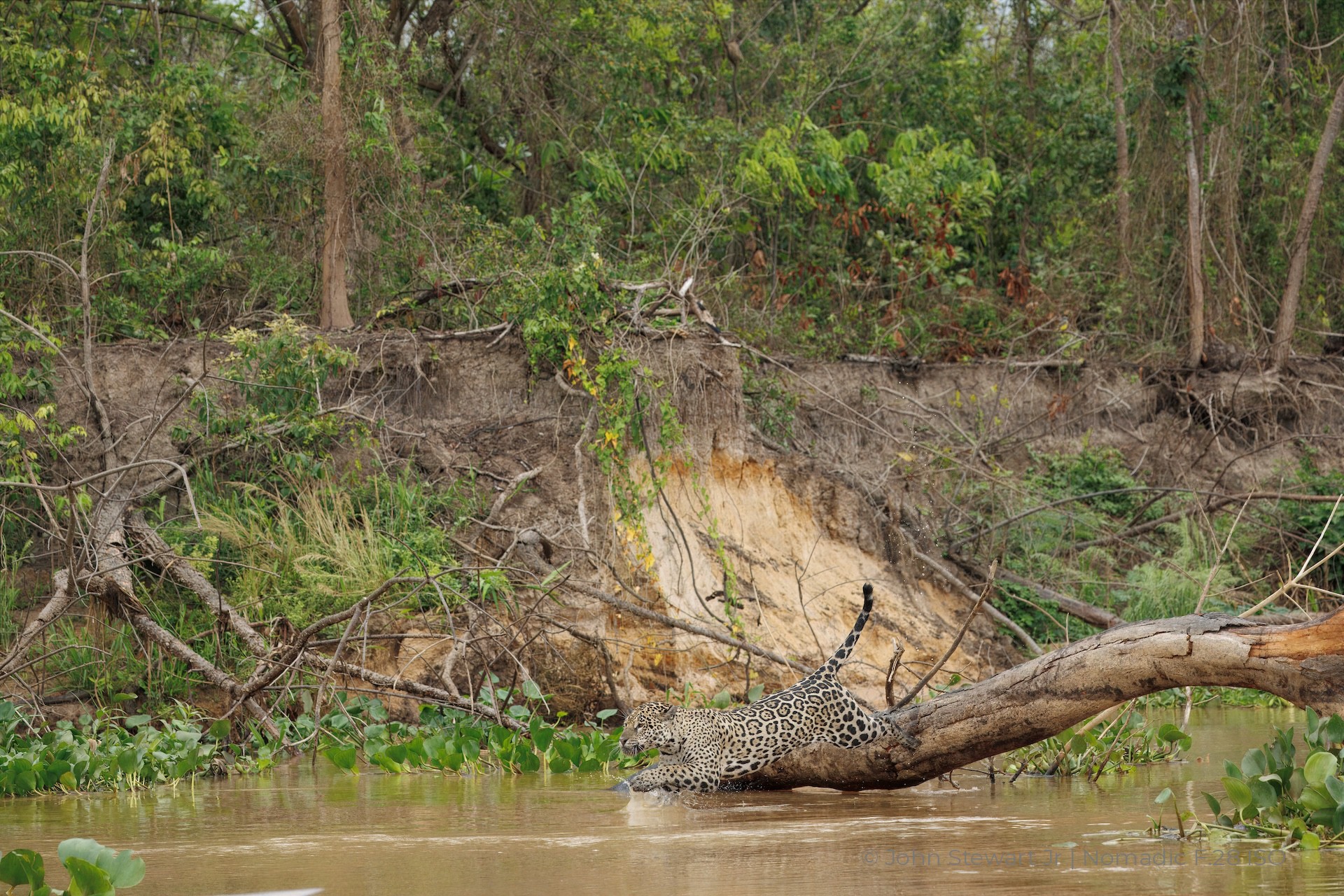 Jaguar entering the water mid-leap — Pantanal, Brazil 2026