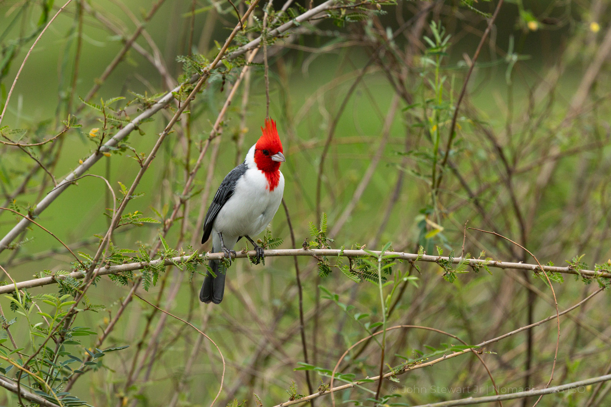 Red-crested Cardinal in the brush — Pantanal, Brazil 2026
